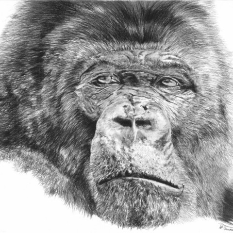 Drawing of a silverback gorilla portrait in charcoal by Laurence Saunois, wildlife artist