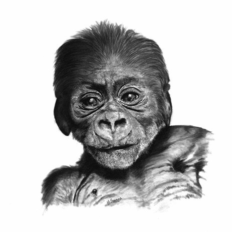 Charcoal portrait drawing of a baby gorilla – wildlife artist Laurence Saunois