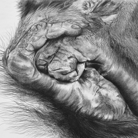  Charcoal drawing of orangutan feet – wildlife artist Laurence Saunois
