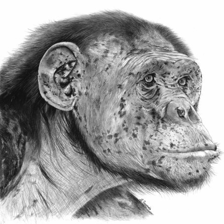 Charcoal drawing of an old chimpanzee portrait - Laurence Saunois, wildlife painter