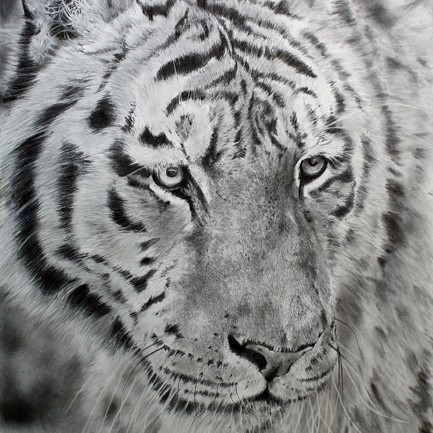 Drawing of a tiger portrait in graphite pencil