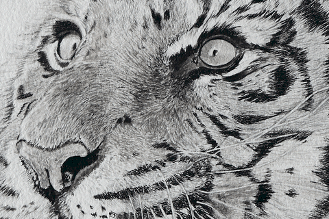 Drawing of tiger (details) by Laurence Saunois, animal artist by Laurence Saunois, animal artist