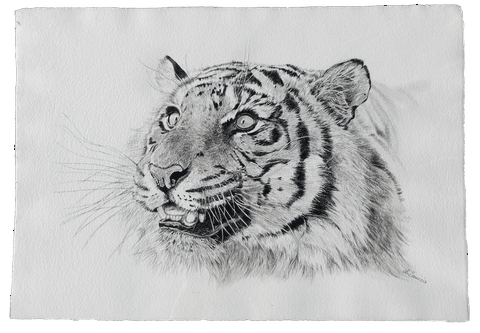 White tiger Drawing Sketch, tiger, white, mammal, face png | PNGWing