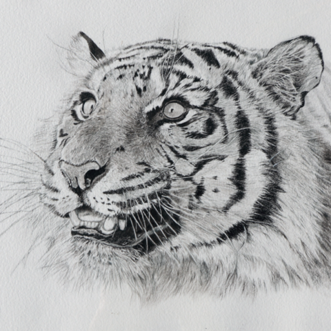Drawing of a tiger portrait in India ink by Laurence Saunois, wildlife artist