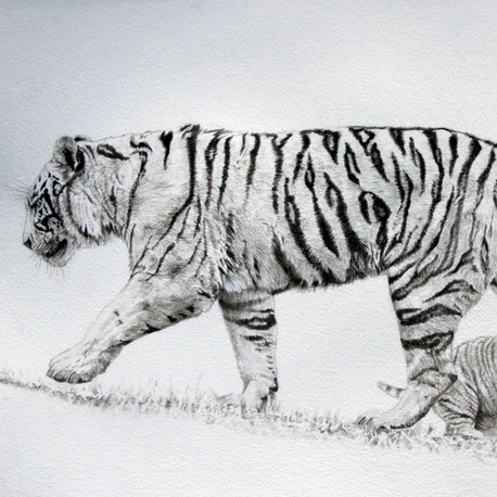  Drawing of a tigress and her cub in India ink by Laurence Saunois, Artist