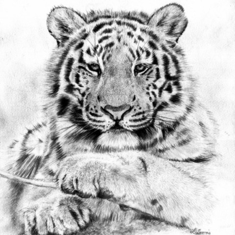 Drawing of a tiger cub portrait by the painter Laurence Saunois
