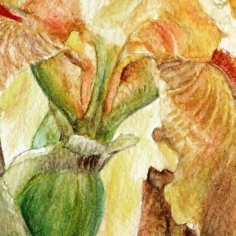 Aquarelle Botanique d'iris jaune (détails) par Laurence Saunois, artiste peintre animalier