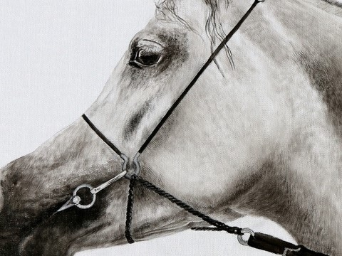 Dessin de cheval PSA (détails) par Laurence Saunois, peintre animalier