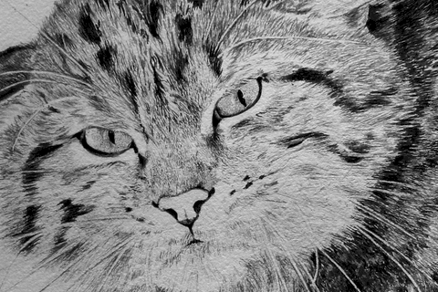 Drawing of wild cat (details) by Laurence Saunois, animal artist by Laurence Saunois, animal artist