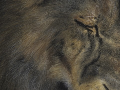 Dessin de lion (détails) réalisé par Laurence Saunois, artiste animalier