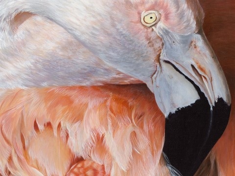 Détails - Peinture d'oiseau (flamant rose) par Laurence Saunois, peintre animalier