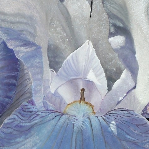 Painting of white iris (details) by the animal artist Laurence saunois