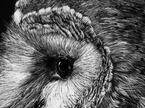Details - Scratchboard of owl by Laurence Saunois, animal artist