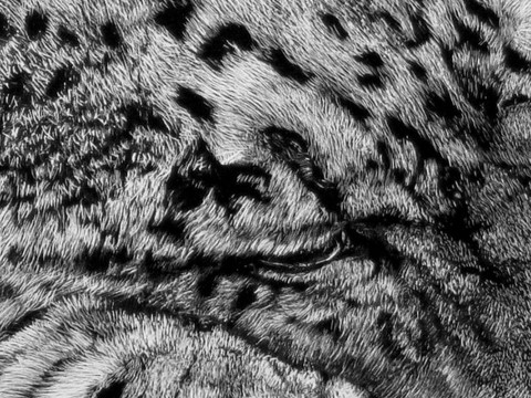Details - Scratchboard of snow panther by Laurence Saunois, animal artist