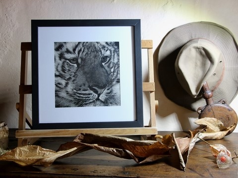 Scratchboard de tigre encadré par Laurence Saunois, artiste peintre animalier