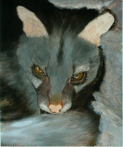 Step 4 - Genet painting by Laurence Saunois, wildlife artist