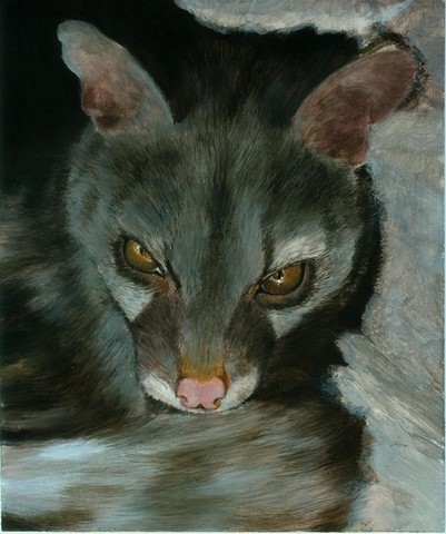 Step 5 - Genet painting by Laurence Saunois, wildlife artist