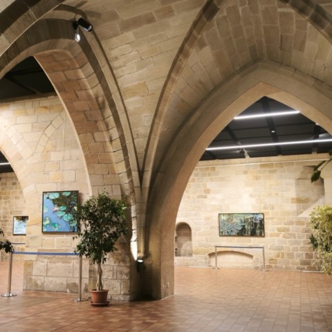 Exposition de Nympheus Luminansis à Figeac, artiste Laurence Saunois
