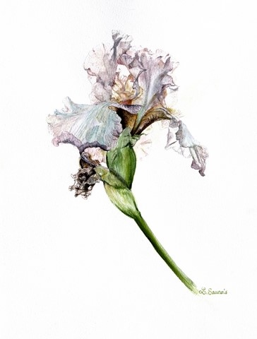 Click to enlarge Botanical watercolour "Purple Iris" by Laurence Saunois, artist