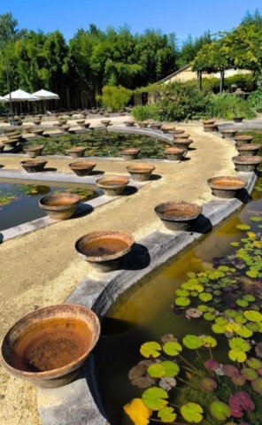 Le jardin de Latour Marliac est partenaire de l'exposition Nympheus Lumnansis, les nymphéas de la Lumière par Laurence Saunois