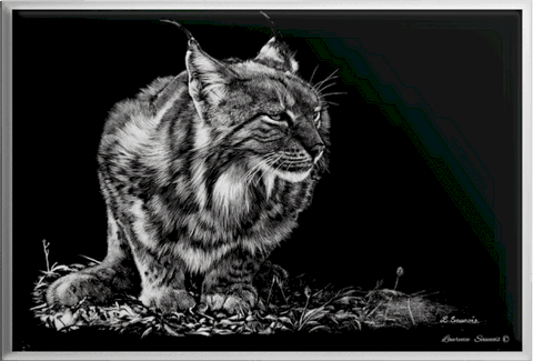 Magnet - Scratchboard de lynx d'Europe par Laurence Saunois,  peintre animalier