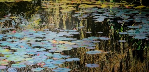 Tableau à l'huile représentant les nymphéas de Claude Monet