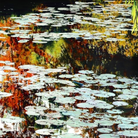 Peinture "Nympheus Luminansis,  Lumières d'Automne par Laurence Saunois, artiste peintre