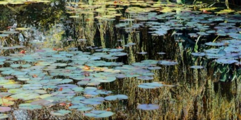 Tableau à l'huile représentant les nymphéas de Claude Monet Nympheus Luminansis, Tel un rideau de Lumière par Laurence Saunois, Artiste