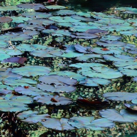 Peinture "Nympheus Luminansis, Vibrantes Lumières par Laurence Saunois, artiste peintre