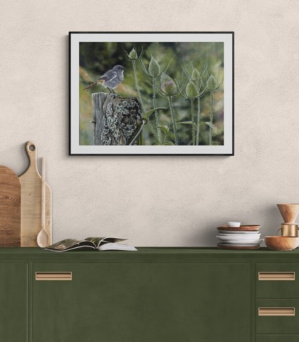 Painting of a redstart in a living room - wildlife artist, Laurence Saunois