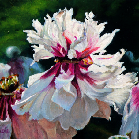 Miniature painting of a blooming tree peony bu Laurence Saunois, Artist