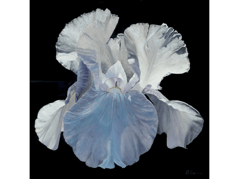 Painting of white iris by the animal artist Laurence saunois