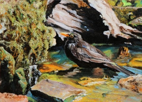 Painting of blackbird in the bath : wildlife artist Laurence Saunois