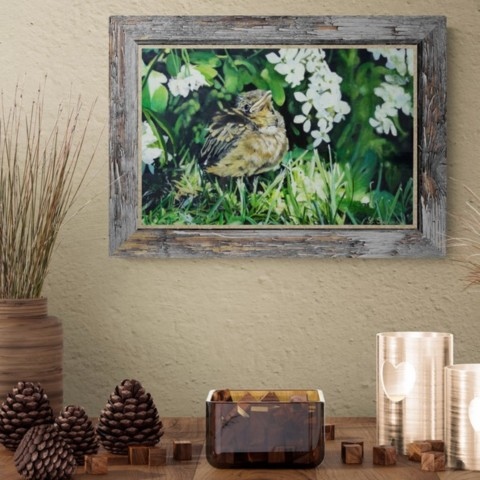  Juvenile blackbird in the grass painting wall art decor above a piece of furniture by wildlife artist Laurence Saunois