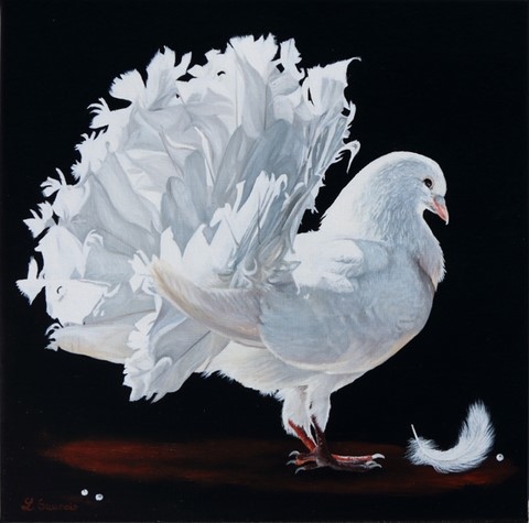 Painting of white dove by Laurence Saunois, animal artist.