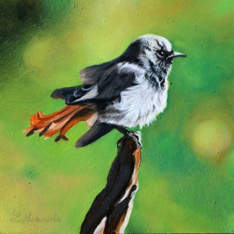 Peinture miniature à l'huile d'un oiseau rouge-queue - laurence Saunois, peintre animalier
