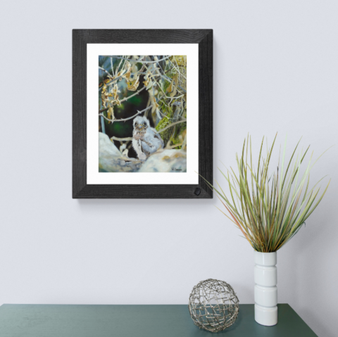  Juvenile kestrel painting wall art decor above a sideboard 