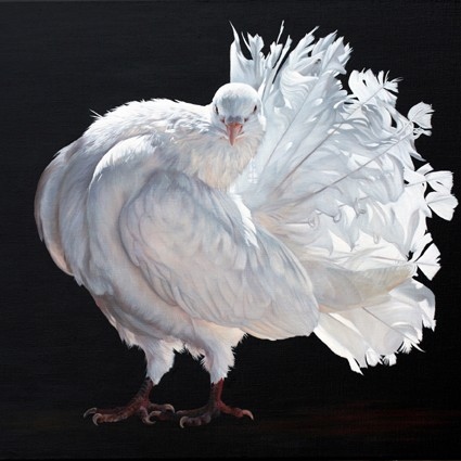 Peinture de pigeon blanc fantail par Laurence Saunois, artiste