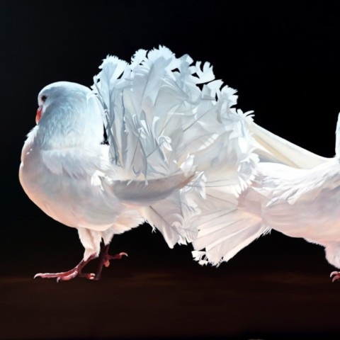 Tableau de pigeons blancs dos à dos sur fond noir par Laurence Saunois, artiste