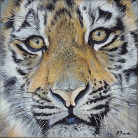  Close-up painting of a young tiger portrait by wildlife artist Laurence Saunois