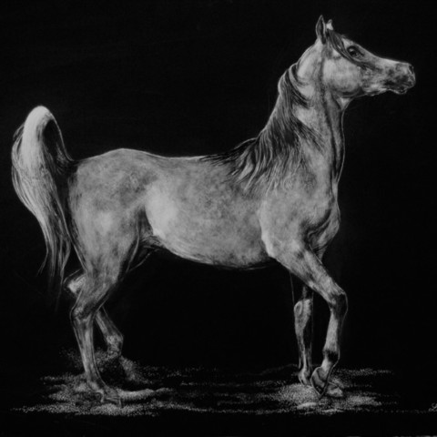 Scratchboard of a Thoroughbred horse – wildlife artist Laurence Saunois