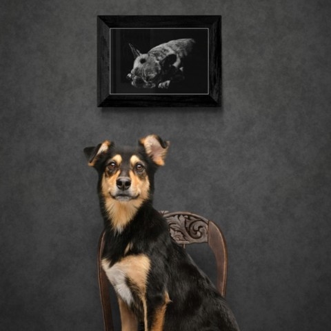 Scratchboard of a small dog in a staged setting with another dog – wildlife artist Laurence Saunois