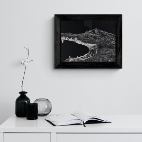 Scratchboard portrait of a crocodile displayed above a piece of furniture – wildlife artist Laurence Saunois