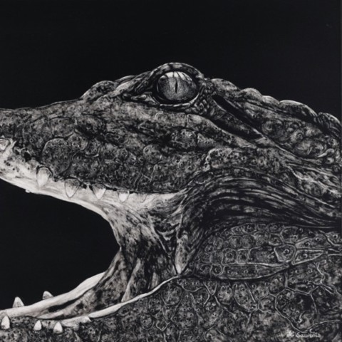 Scratchboard portrait of a crocodile with its jaws open – wildlife artist Laurence Saunois