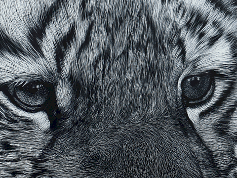 Scratchboard de tigre (détails) par Laurence Saunois, artiste peintre animalier