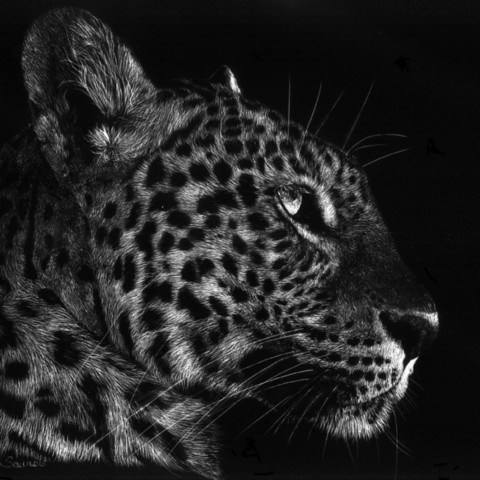 “Scratchboard profile portrait of a jaguar – wildlife artist Laurence Saunois