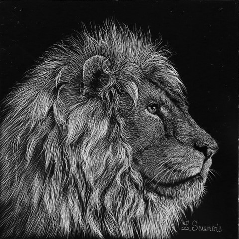 Scratchboard of lion by Laurence Saunois, animal artist