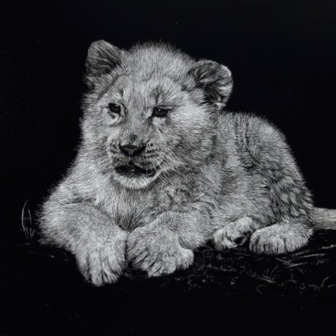 Scratchboard of a young white lion cub lying down – wildlife artist Laurence Saunois
