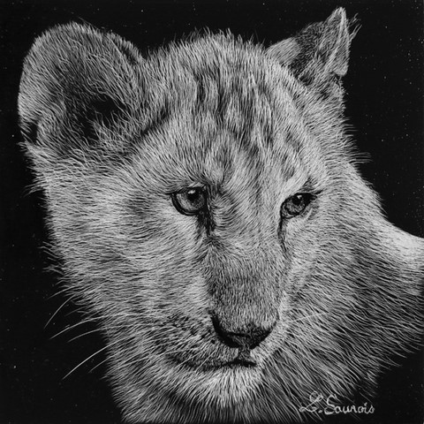 Scratchboard de lionçeau par Laurence Saunois, artiste peintre animalier