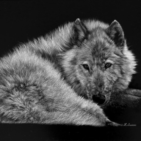 “Scratchboard of a resting white wolf – wildlife artist Laurence Saunois